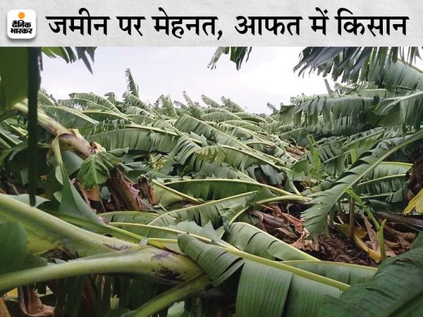 बुरहानपुर में तेज आंधी से खेत में ही बिछ गए केले के पौधे।