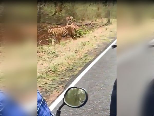 बाघ मौके पर मौजूद सभी लोगों के काफी करीब तक पहुंच गया था। हालांकि, उसने किसी को नुकसान नहीं पहुंचाया।