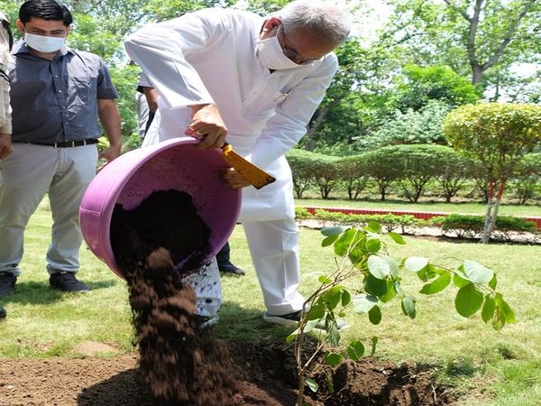 मुख्यमंत्री भूपेश बघेल ने अपने आवास परिसर में लगाया हर्रा और चार का पौधा। - Dainik Bhaskar