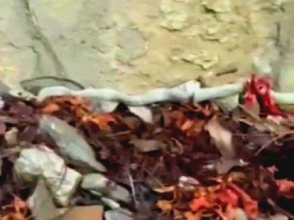 जंगल की ओर बढ़ता सफेद सांप।