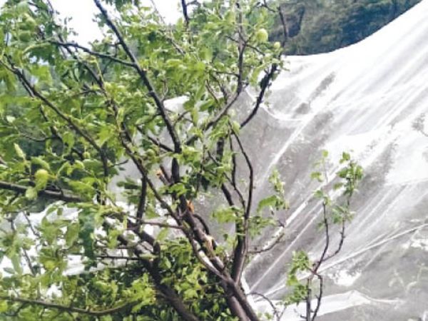 हिमाचल प्रदेश में ओले गिरने से सेब की फसल को नुकसान पहुंचा है। - Dainik Bhaskar