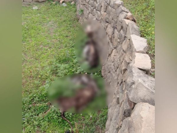 जंगल में रस्सी से बंधे मिले बैलों के कंकाल, जिसके बाद माहौल तनावपूर्ण है।