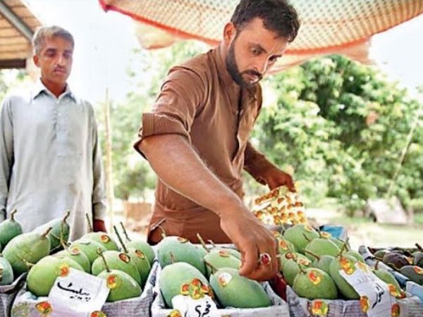Pakistan's best friend China has not liked 'Mango Diplomacy'. He has returned the mangoes sent by Pakistan. - Dainik Bhaskar