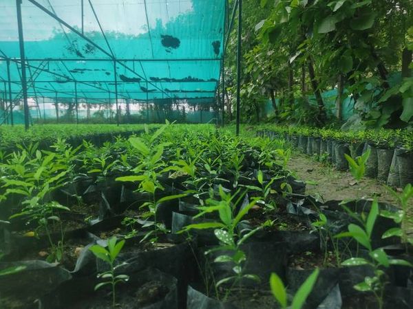 उत्कृष्ट ने चंदन की नर्सरी तैयार करने से पहले दक्षिण भारत के कई प्रगतिशील किसानों से इसकी ट्रेनिंग ली है। - Dainik Bhaskar