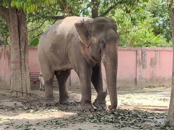 वाराणसी के वन्य जीव संस्थान में जंजीरों में जकड़कर हाथी को रखा गया था।