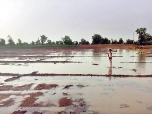 राजस्थान बज्जू. रणजीतपुरा इलाके में बारिश से खेत में पानी भर गया।