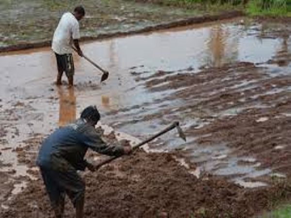 बरसात के बाद बोनी के लिए खेत तैयार करते किसान।