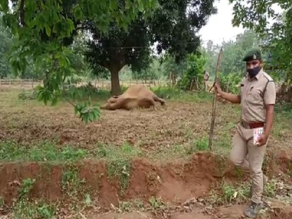 ग्रामीणों की सूचना के बाद वन विभाग की टीम मौके पर पहुंच गई थी।