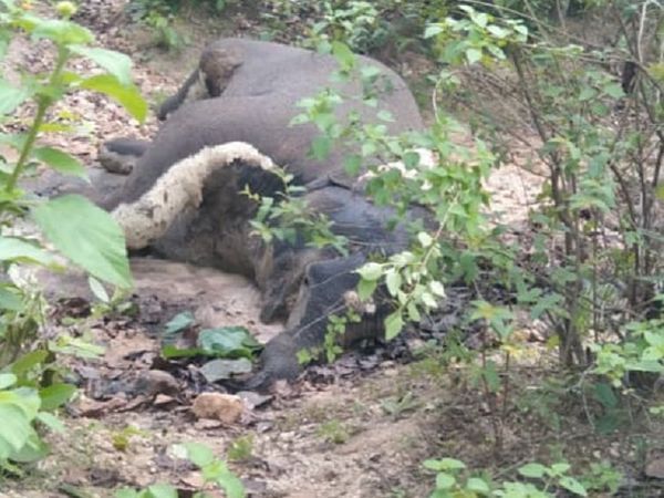 11 जून को सूरजपुर में भी एक नर दंतैल का शव सड़ी-गली हालत में मिला था।