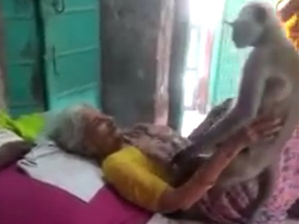 पहले बुजुर्ग महिला के ऊपर आकर बैठा बंदर।