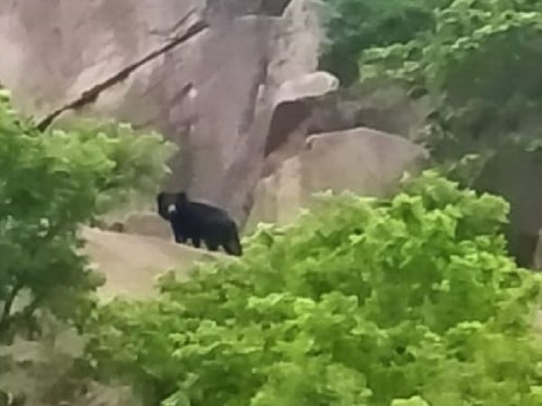 मंदिर के आसपास मौजूद पहाड़ियों पर भालू दिन में देखा गया।