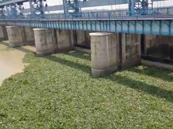 गंगा में जलकुंभी की भरमार। - Dainik Bhaskar