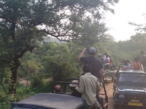 टाइगर की साइटिंग के दौरान पर्यटक।