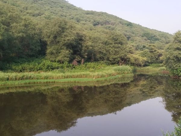 सरिस्का में इस तरह हरियाली।