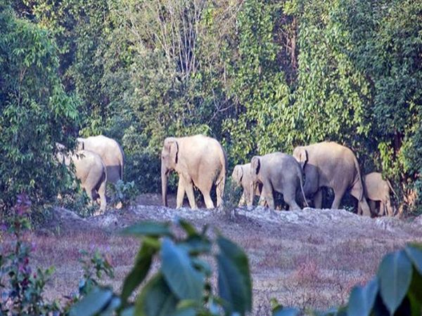 लेमरु हाथी रिजर्व जिस क्षेत्र में प्रस्तावित है वह हाथियों के सबसे पुराने रहवासों में शुमार है।