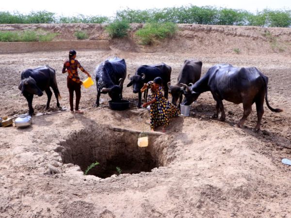 कुछ दिन में ही खारा हो जाता है पानी। फिर जानवरों के आता है काम।