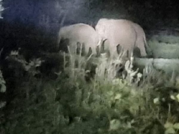 हाथियों ने रूमगा के धनुहार मोहल्ला, भटियार मोहल्ला और छिड़मडबरा में 8 घरों को नुकसान पहुंचाया है। हाथी घर के अंदर रखा राशन और धान चट कर गए।