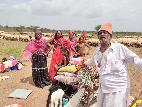 सिम्बायोसिस ने 2500 परिवारों का पता लगाया है जो बकरी पालन में शामिल हैं।