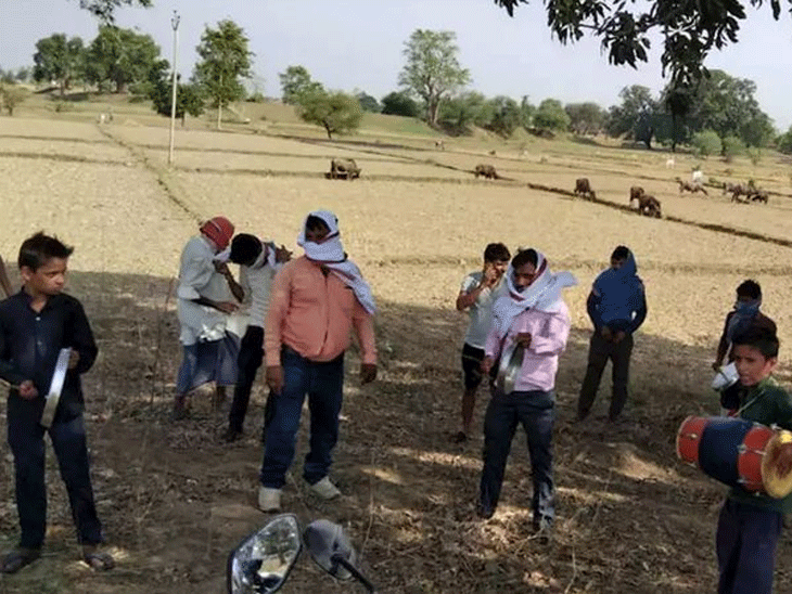 બનાસકાંઠા જિલ્લામાં તીડના આક્રમણને પગલે શિક્ષકોએ થાળીઓ ખખડાવી તીડ ઉડાડ્યા
