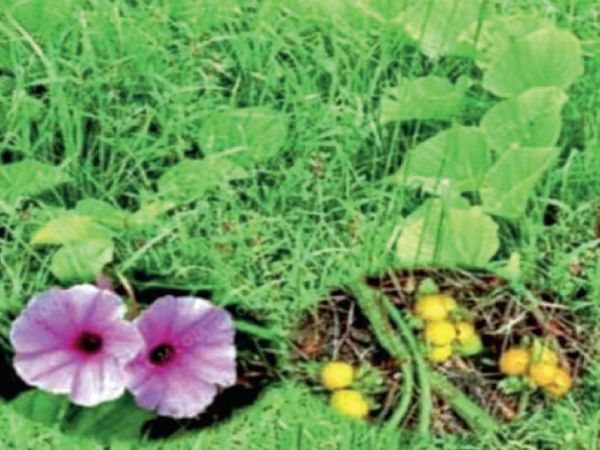'अरगेरिया शरदचंद्रजी'