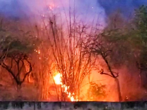 वन विभाग ने आग पर काबू पाने के लिए फायर लाइन विधि अपनाई।