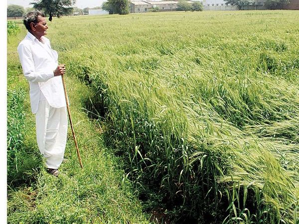 कोरोना के बावजूद गुजरात में इस साल ग्रीष्म रोपण में 10% की वृद्धि हुई है (प्रतीकात्मक छवि)।