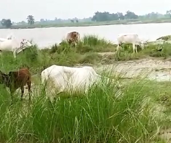 पानी में सब बह गया, अब पशुओं को खिलाने के लिए चारे का इंतजाम भी नहीं है।