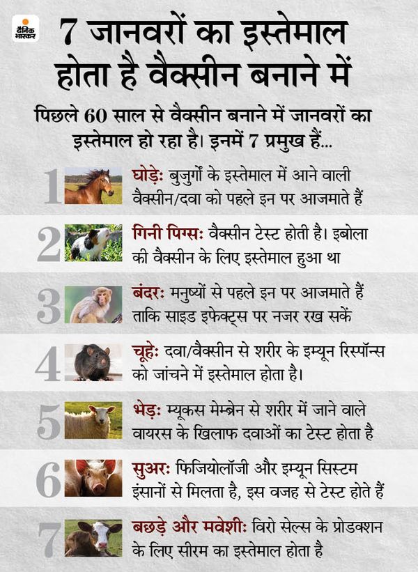 Coronavirus COVAXIN Vaccine Production Vs Calf Serum; What's The Controversy? All You Need To Know | कोवैक्सिन में नहीं है गाय के बछड़े का सीरम, वैक्सीन के लिए सेल्स बनाने में हुआ है इस्तेमाल; इस पर बवाल क्यों? 5 Coronavirus COVAXIN Vaccine Production Vs Calf Serum; What's The Controversy? All You Need To Know | कोवैक्सिन में नहीं है गाय के बछड़े का सीरम, वैक्सीन के लिए सेल्स बनाने में हुआ है इस्तेमाल; इस पर बवाल क्यों? - WPage - क्यूंकि हिंदी हमारी पहचान हैं