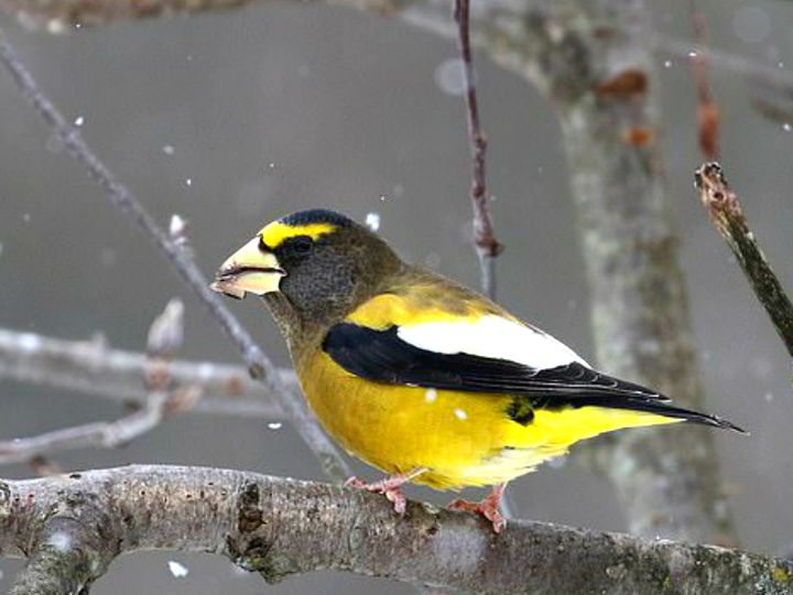 three billion fewer birds in the us and canada now than 50 years ago says cornell university researcher à¤à¤® à¤° à¤ à¤à¤° à¤à¤¨ à¤¡ à¤¸ 50 à¤¸ à¤² à¤® 3 à¤à¤°à¤¬ à¤ à¤¡ à¤¯ à¤² à¤ª à¤¤ à¤¹ à¤ à¤ à¤à¤² three billion fewer birds in the us and canada now than 50 years ago says cornell university researcher à¤à¤® à¤° à¤ à¤à¤° à¤à¤¨ à¤¡ à¤¸ 50 à¤¸ à¤² à¤® 3 à¤à¤°à¤¬ à¤ à¤¡ à¤¯ à¤² à¤ª à¤¤ à¤¹ à¤ à¤ à¤à¤²