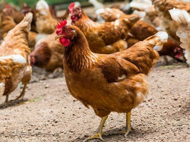 proposal of district panchayat do not send poultry eggs to anganwadi à¤ à¤² à¤ª à¤ à¤¯à¤¤ à¤ à¤ª à¤°à¤¸ à¤¤ à¤µ à¤ à¤à¤¨à¤¬ à¤¡ à¤¯ à¤® à¤ à¤¡ à¤¨à¤¹ à¤® à¤° à¤ à¤­ à¤ à¤¦à¤² à¤² à¤ à¤° à¤¯à¤à¤° à¤¤ à¤à¤¨ à¤¹ à¤ª à¤² à¤ proposal of district panchayat do not send poultry eggs to anganwadi à¤ à¤² à¤ª à¤ à¤¯à¤¤ à¤ à¤ª à¤°à¤¸ à¤¤ à¤µ à¤ à¤à¤¨à¤¬ à¤¡ à¤¯ à¤® à¤ à¤¡ à¤¨à¤¹ à¤® à¤° à¤ à¤­ à¤ à¤¦à¤² à¤² à¤ à¤° à¤¯à¤à¤° à¤¤ à¤à¤¨ à¤¹ à¤ª à¤² à¤