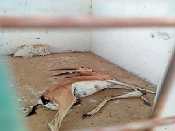 गोली मारकर हिरण का शिकार, एफएसएल व पीएम रिपोर्ट का इंतजार