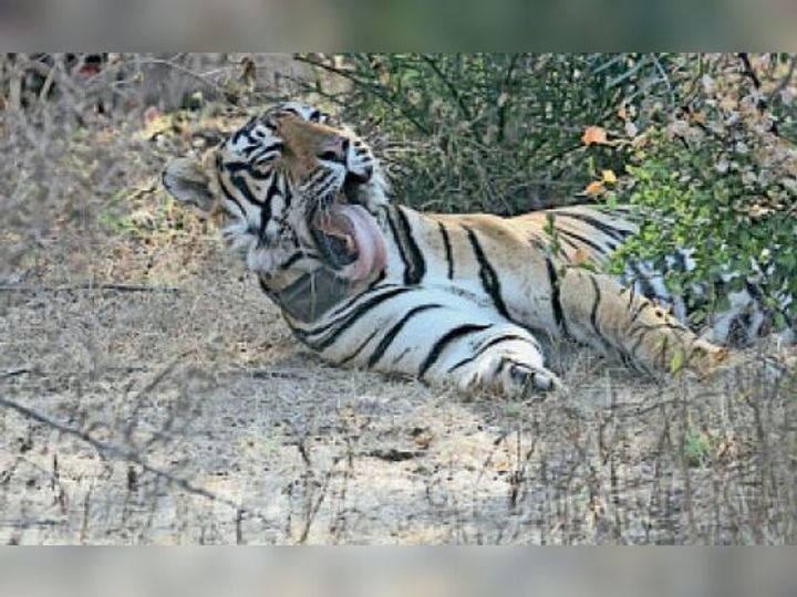 कोटा : बाघ-बाघिन काे ड्राेन से भी तलाश रहे, नहीं मिल रही सफलता