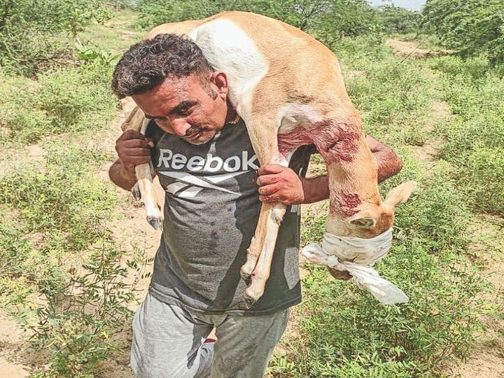 तारबंदी में फंसी गर्भवती हिरणी को कंधे पर उठाकर रेस्क्यू सेंटर तक पहुंचाया