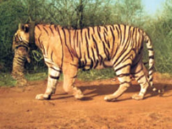 एमटी-4 बाघिन के शावक के जीवित होने की उम्मीद कम
