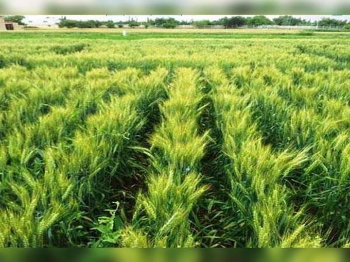 यूरिया के स्थान पर खेतों में जैविक खाद नैनो से लहलहाएगी फसल