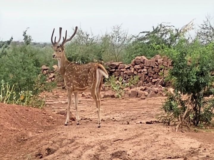 तीन सेंचुरियों में सुरक्षा के नाम पर 3 पहरेदार साइकिल से करते हैं गश्त
