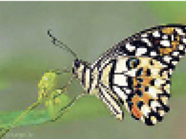 75 प्रजाति की तितलियां भरतपुर के केवलादेव में