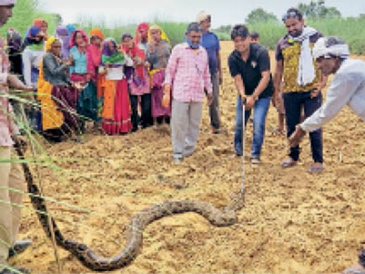 10 फीट लम्बे अजगर का वन विभाग ने किया रेस्क्यू
