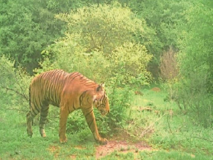 रणथंभौर अभयारण्य से एक और टाइगर के जल्दी ही धौलपुर वन क्षेत्र में आने की संभावना