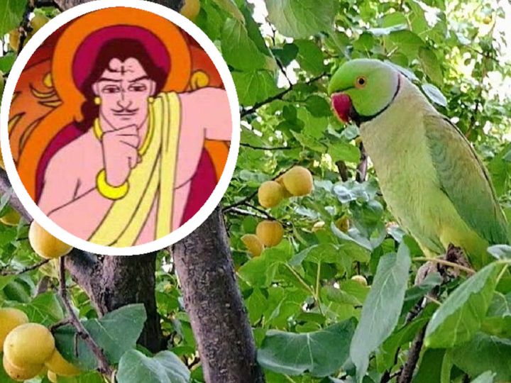 king and parrot 1601886940