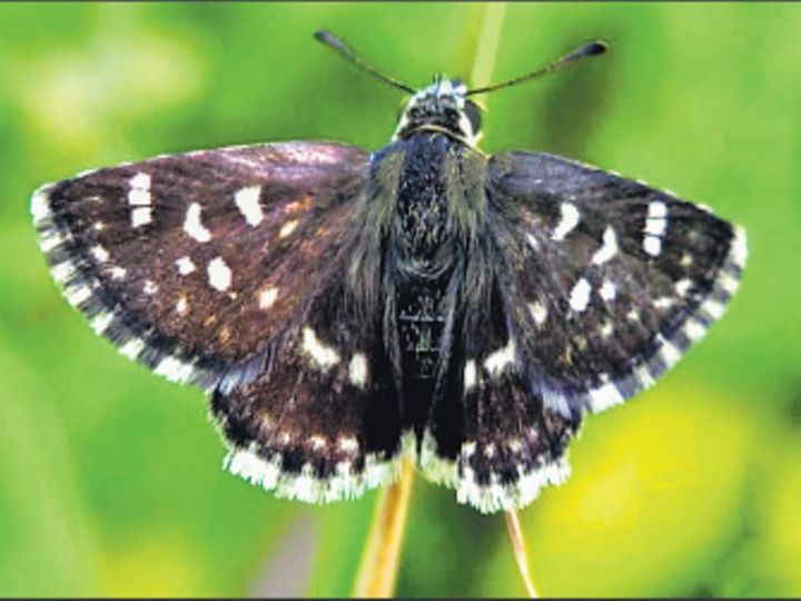 बीकानेर का जोड़बीड़ क्षेत्र बना ईस्टर्न एशिया फ्लाइवे के पक्षियों का नया ठिकाना