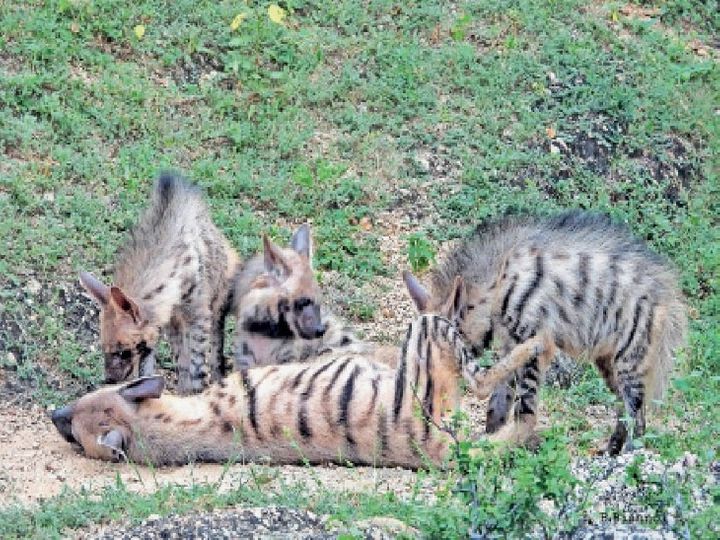 जवाई परिसर में बनाया इंटरप्रीटेशन सेंटर, वन्यजीवों के पुतले बनाकर सजाए, जानकारी लेने पहुंच रहे पर्यटक