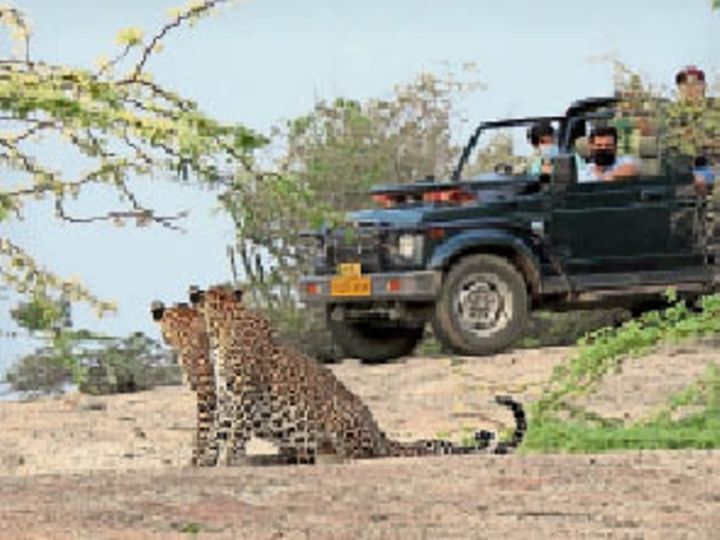 4000 पर्यटकों को जंगल में सफारी करवा चुकी राजेश्वरी