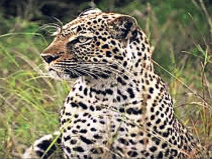 वन्यजीव गणना जारी करने से बच रहा वनविभाग:पिछले साल पैंथर के आंकड़े नहीं बताए