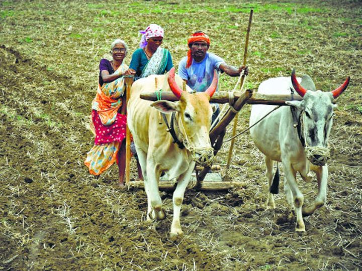 मौसम बदलाव के साथ ही शुरू हुई रबी फसलों की बुआई
