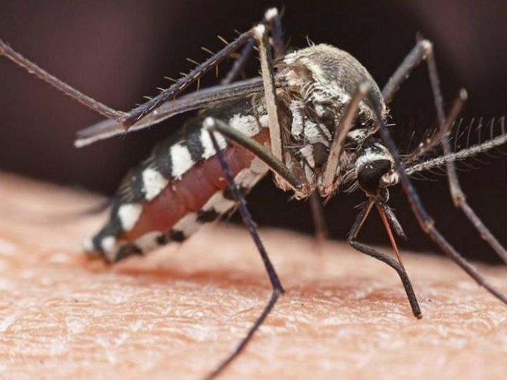 orig origdengue1602460300 1604961634