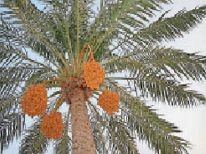 कृषि: खजूर का बगीचा लगाने पर मिलेगा 75% अनुदान