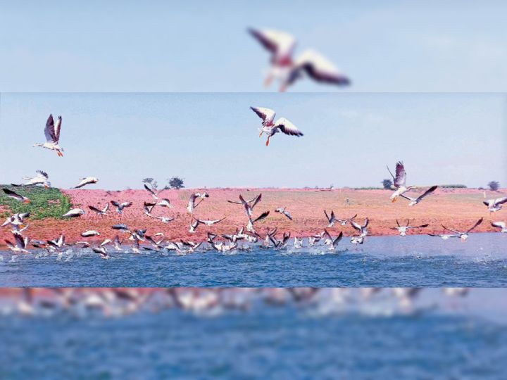 प्रवासी पक्षी:परिंदों को रास आई चंबल, पहली बार बड़ी संख्या में दिखे बार हेडेड गूज