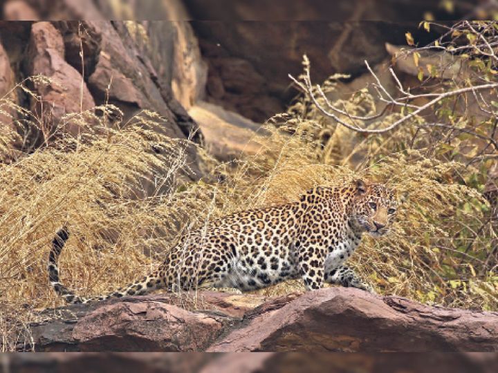 चंबल की कराइयों में धूप सेंकने निकली मादा पैंथर