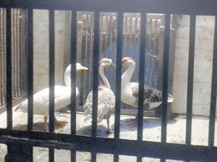 पक्षियों में महामारी:प्रदेश: अब तक 5000 पक्षी मर चुके, जयपुर जू में भी बर्ड फ्लू की एंट्री, डक के सैंपल पॉजिटिव